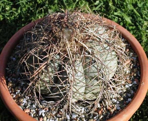 Echinocactus_horizonthalonius_1